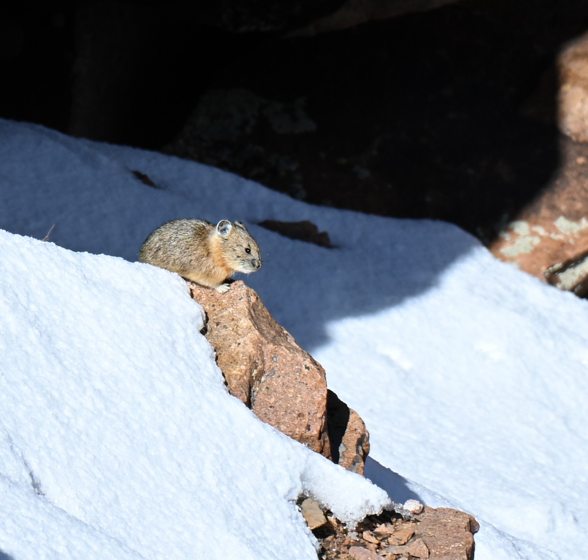 Amerikanischer Pfeifhase - ML646673955