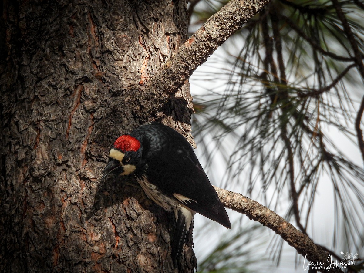 Pic glandivore - ML646673956