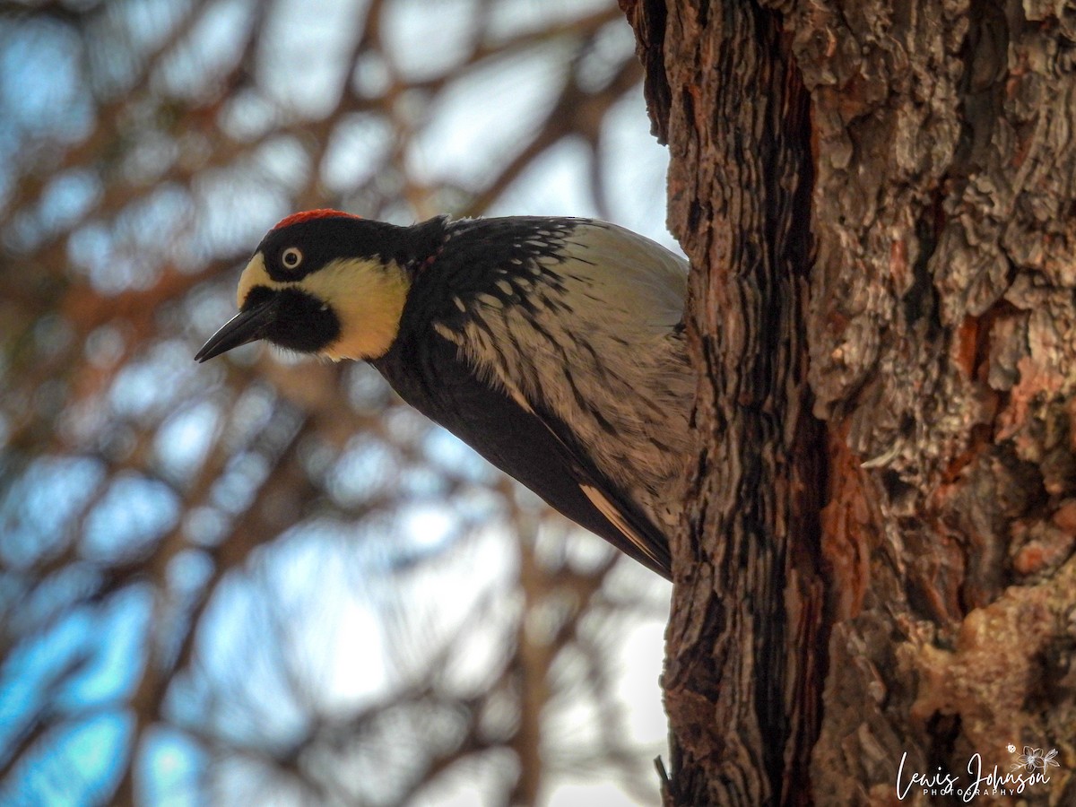 Pic glandivore - ML646673957