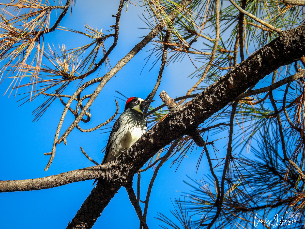 Pic glandivore - ML646673958