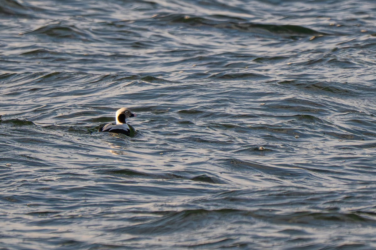 Harelde kakawi - ML646673964