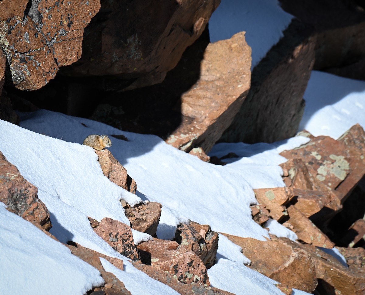 Amerikanischer Pfeifhase - ML646673965