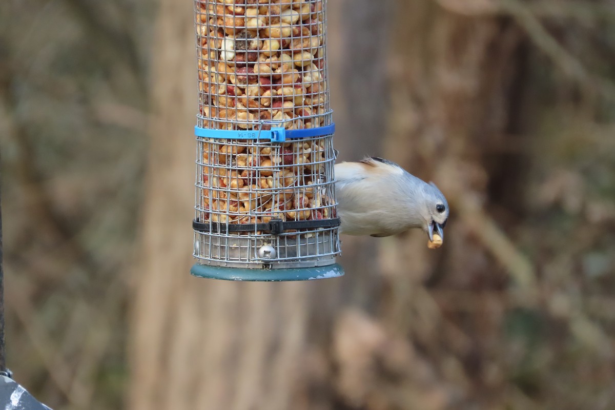 Mésange bicolore - ML646673966