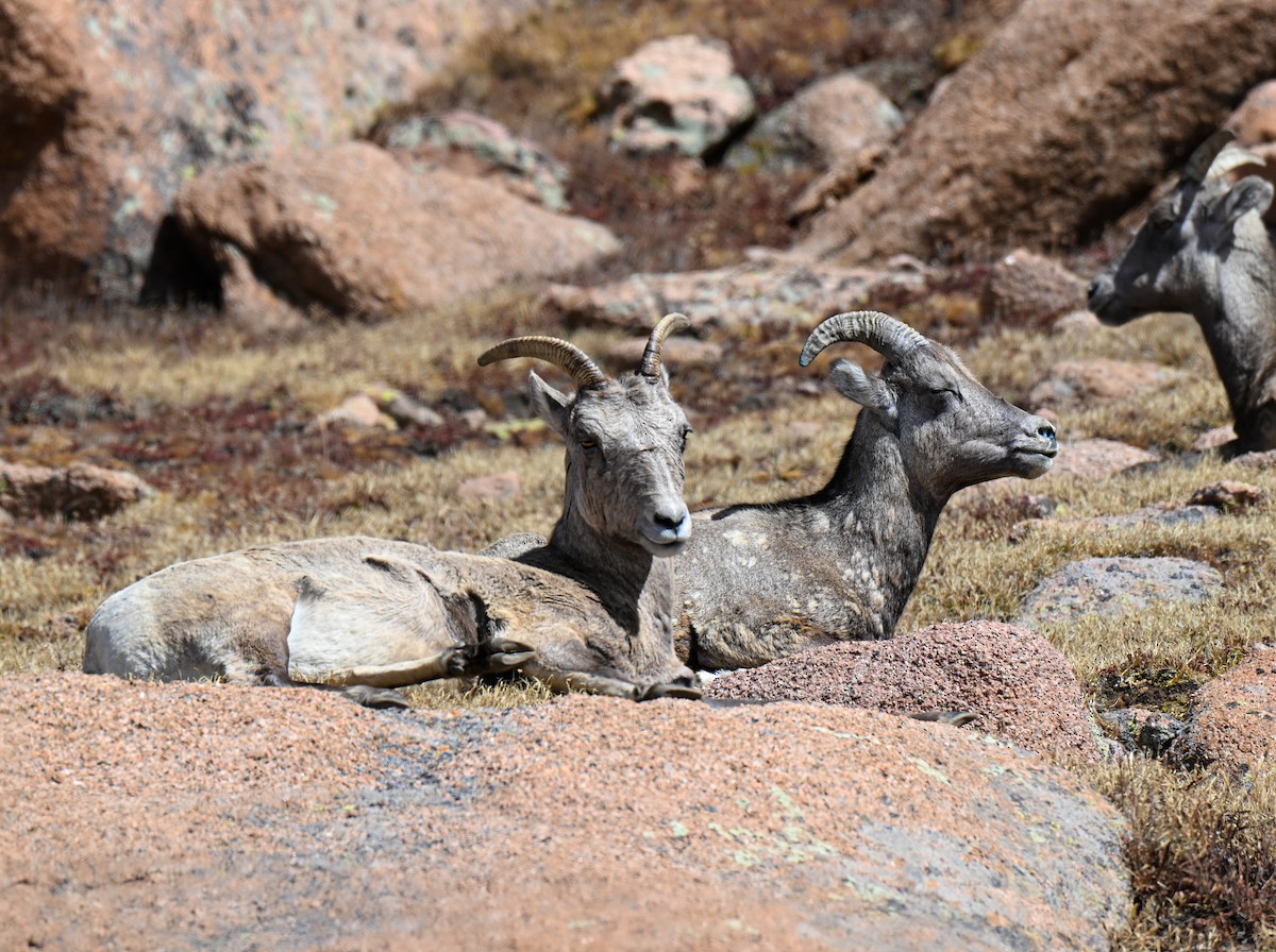Rocky Mountain Bighorn Sheep - ML646673972
