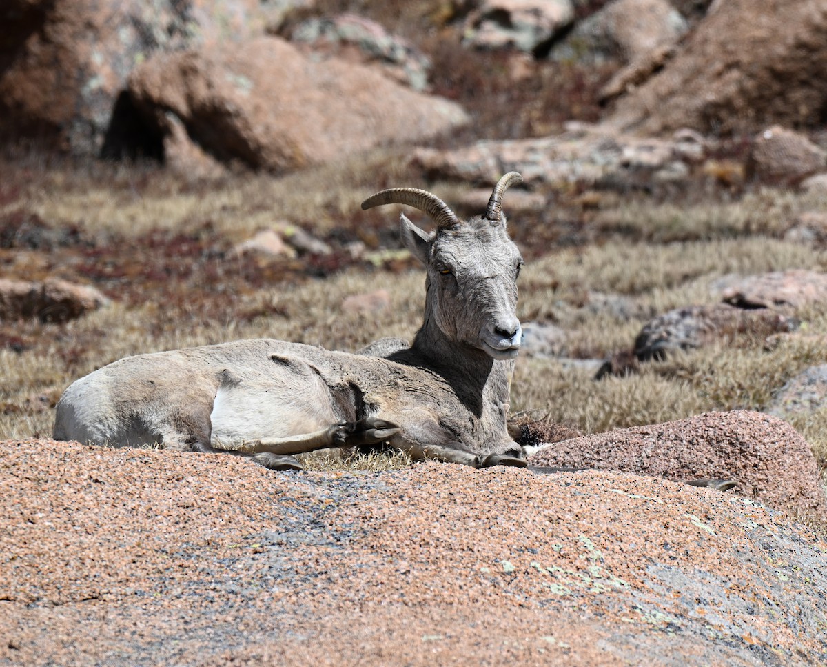 Rocky Mountain Bighorn Sheep - ML646673973
