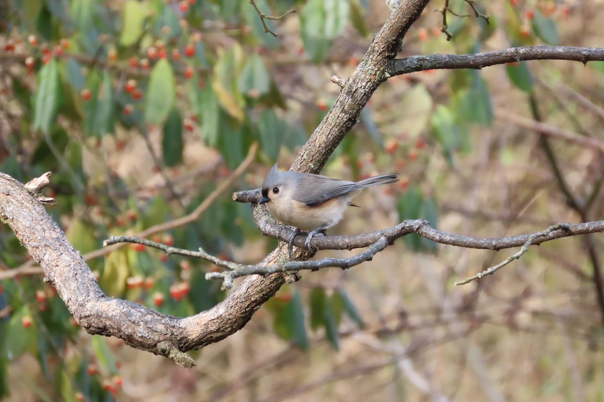 Tufted Titmouse - ML646673976