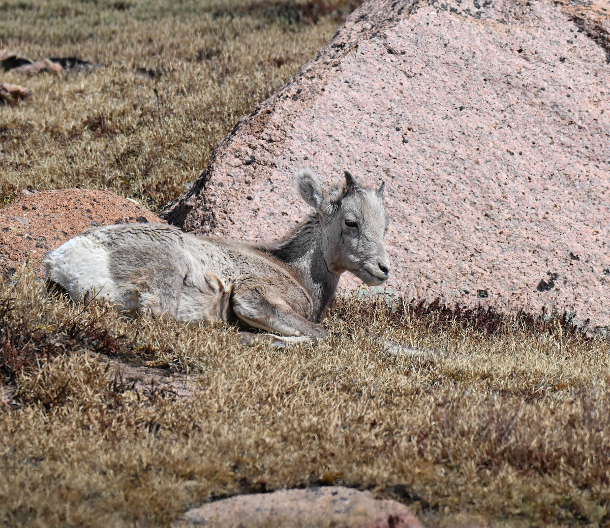 Rocky Mountain Bighorn Sheep - ML646673977
