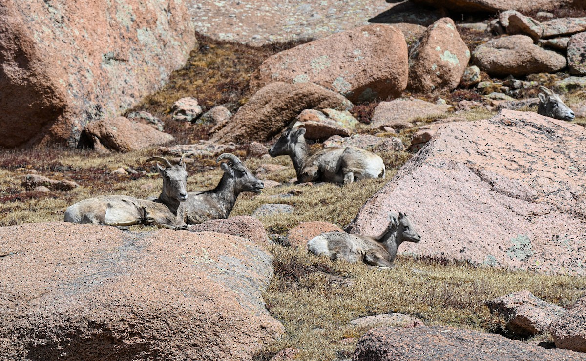 Rocky Mountain Bighorn Sheep - ML646673980