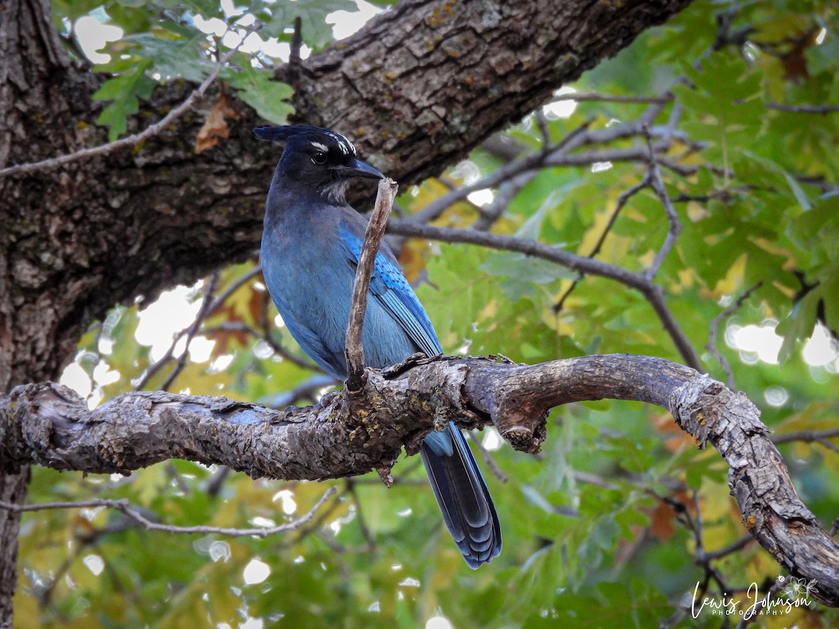 Steller's Jay - ML646673981