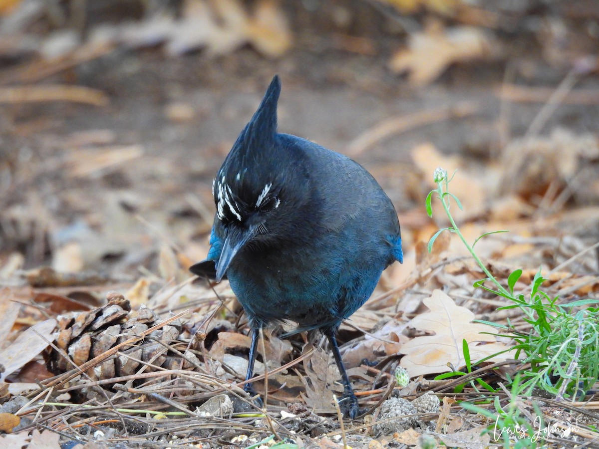 Steller's Jay - ML646673982