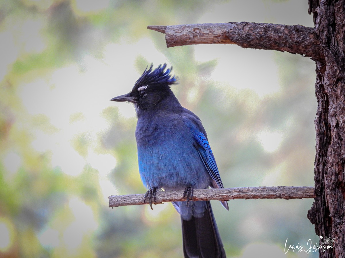 Steller's Jay - ML646673983