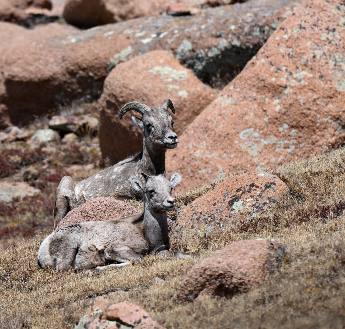 Rocky Mountain Bighorn Sheep - ML646673984