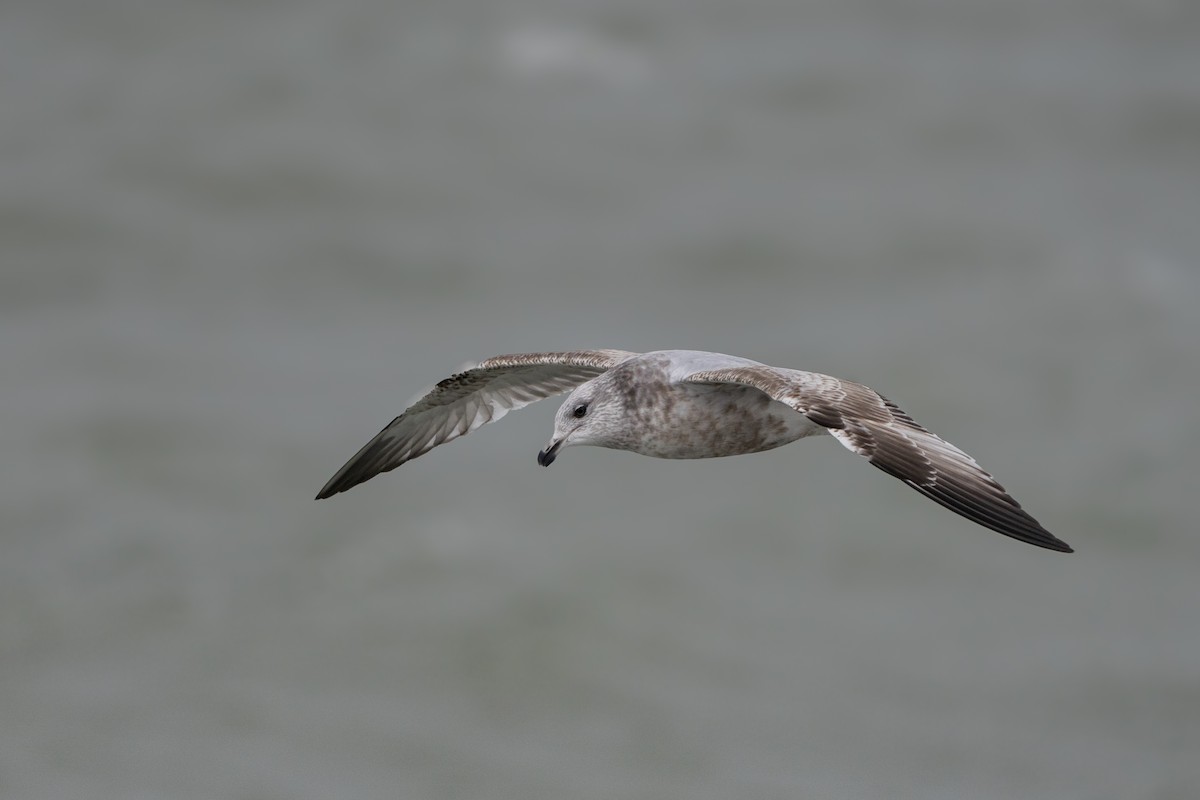 American Herring Gull - ML646673985