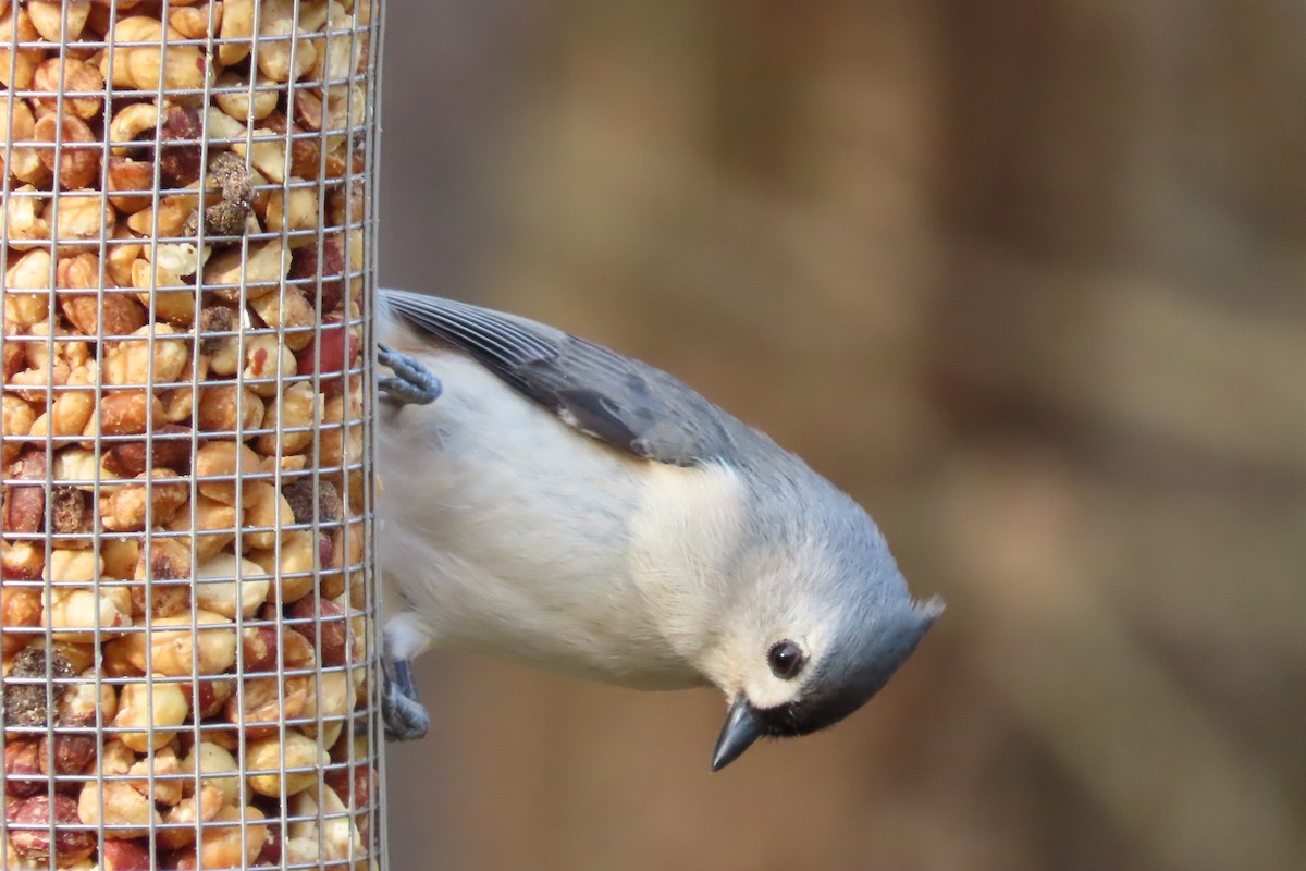 Tufted Titmouse - ML646673986