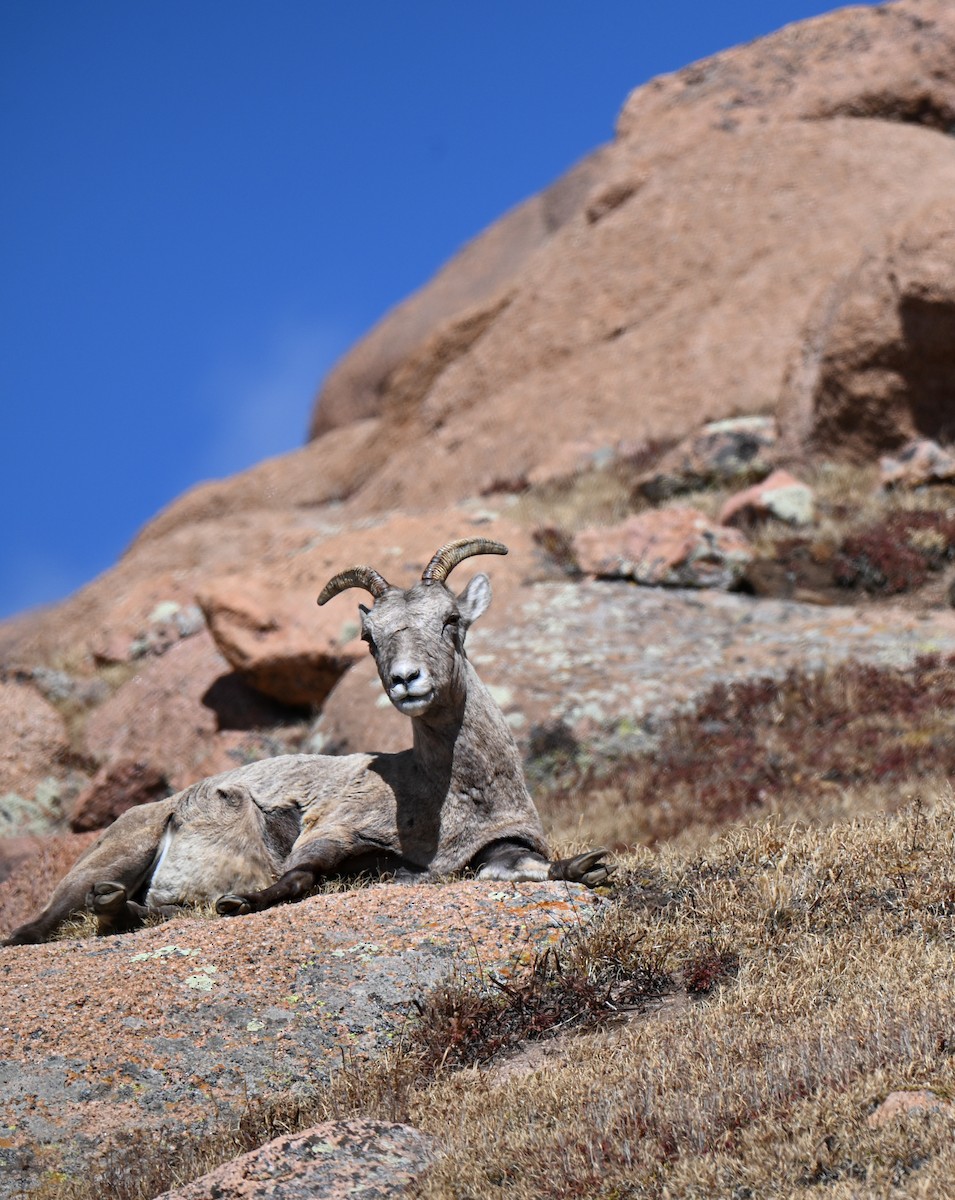 Rocky Mountain Bighorn Sheep - ML646673987