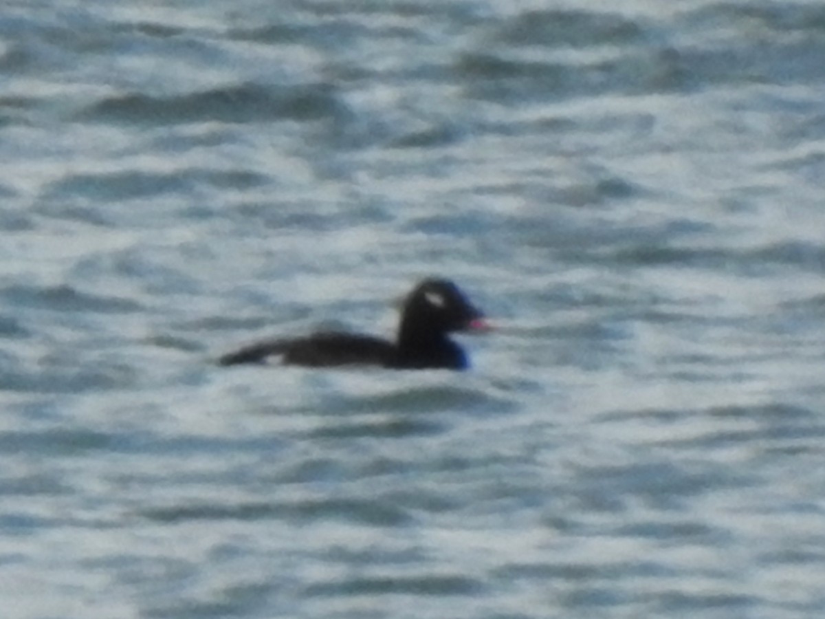 White-winged Scoter - ML646673991