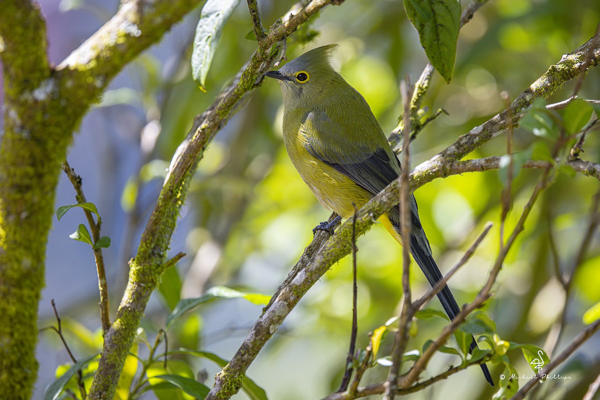 Long-tailed Silky-flycatcher - ML646673993