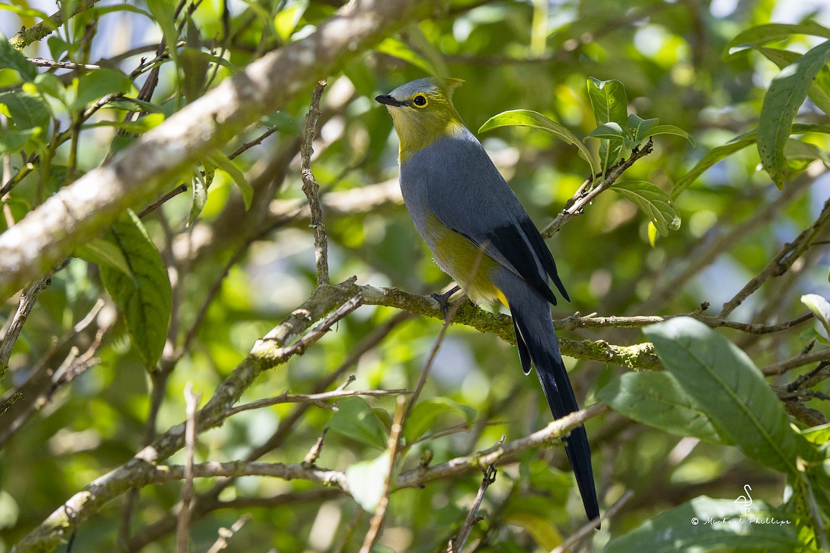 Long-tailed Silky-flycatcher - ML646673994