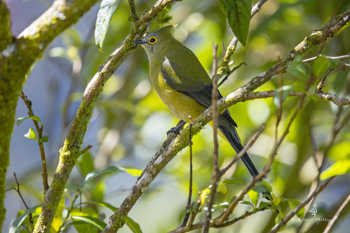 Long-tailed Silky-flycatcher - ML646673995