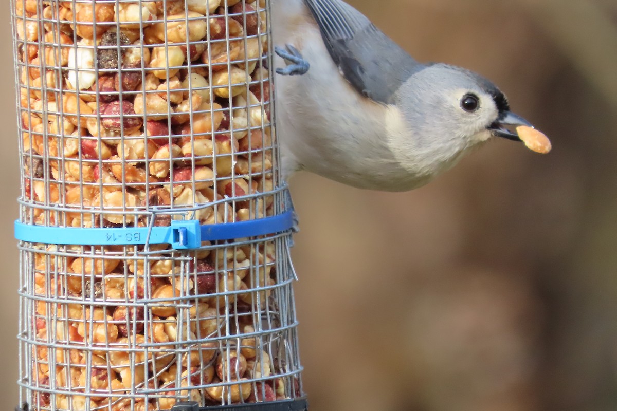 Tufted Titmouse - ML646673996