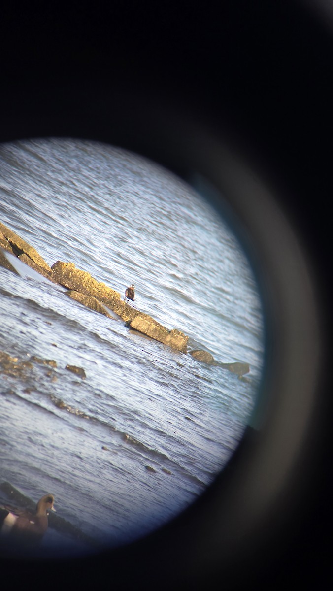 Harlequin Duck - ML646673997