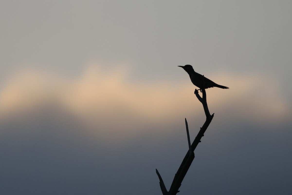 Northern Flicker - ML646673999