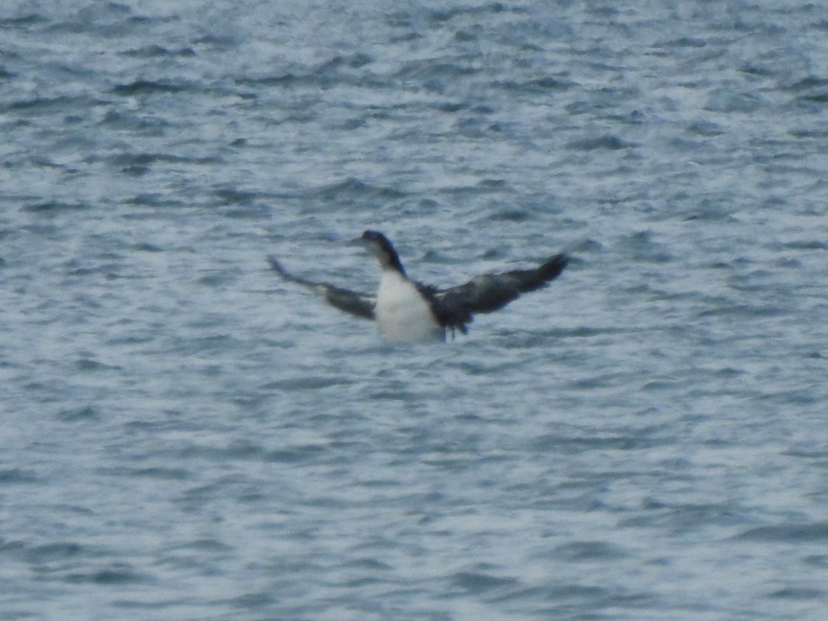 Common Loon - ML646674000