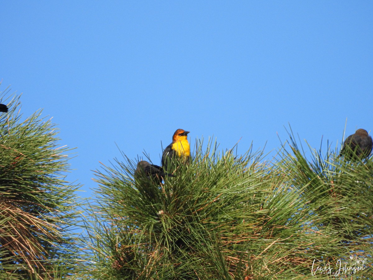 Yellow-headed Blackbird - ML646674001