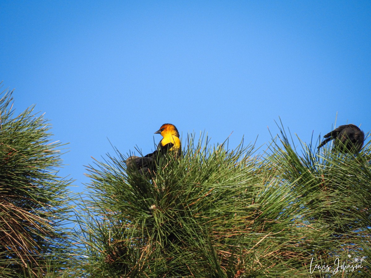 Yellow-headed Blackbird - ML646674002