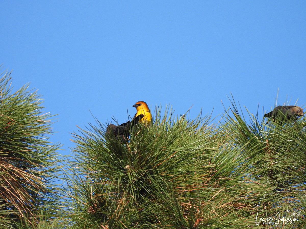 Yellow-headed Blackbird - ML646674003