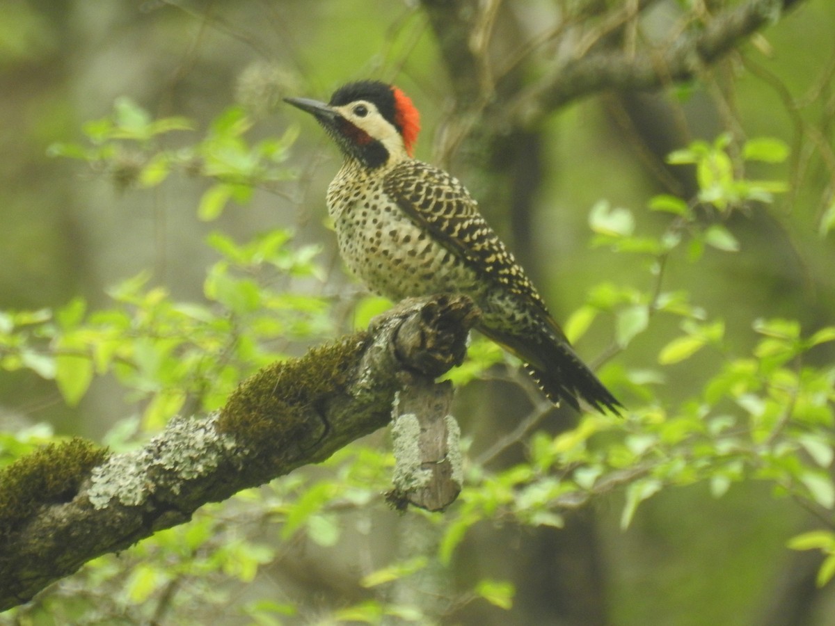 Декол плямистоволий - ML646674008