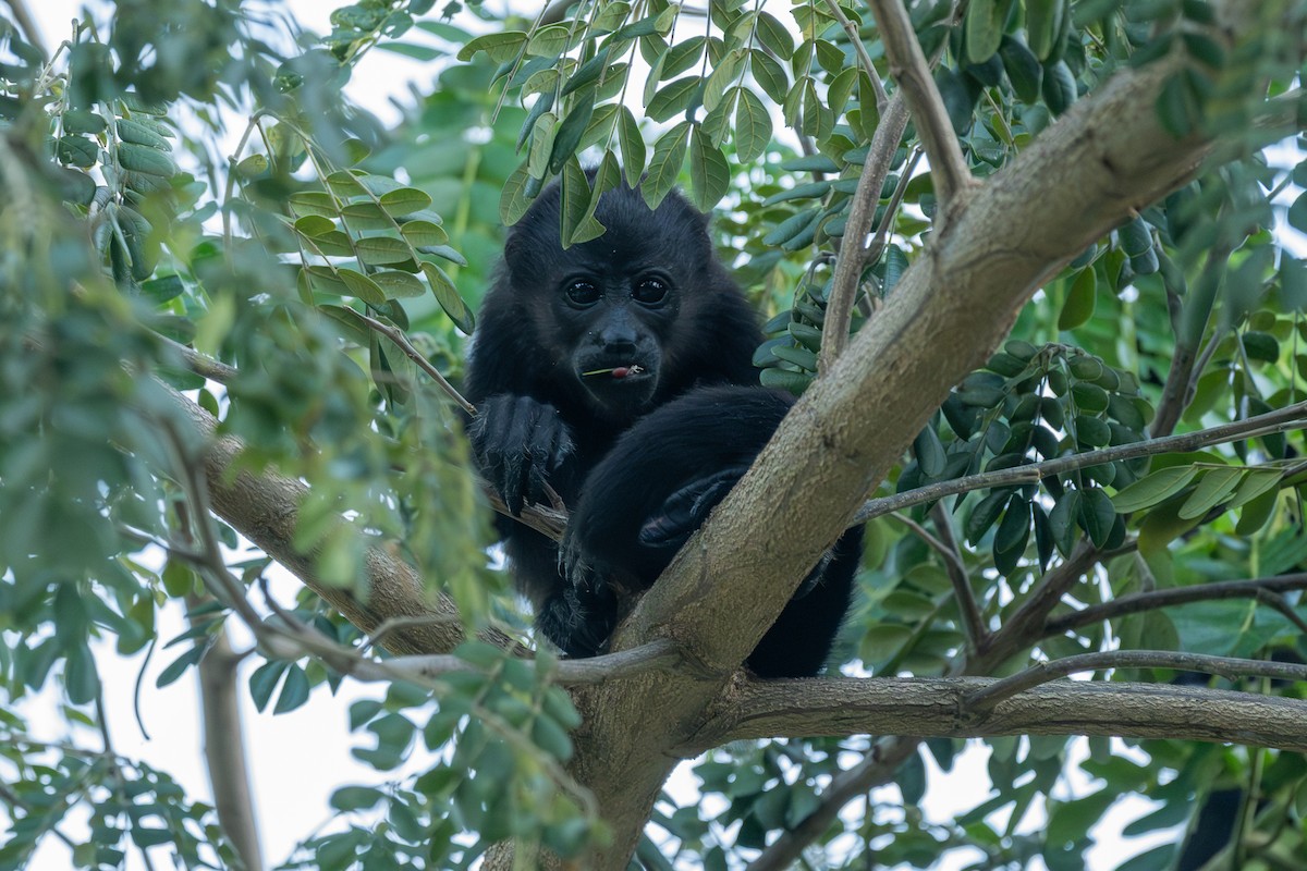 Mantled Howler Monkey - ML646674009