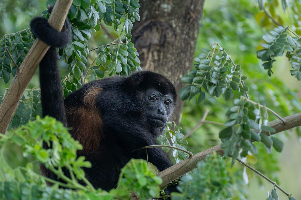 Mantled Howler Monkey - ML646674010