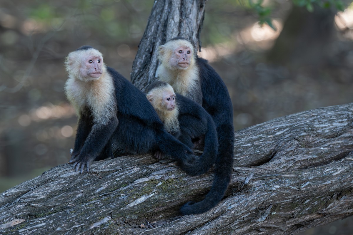 Central American White-faced Capuchin - ML646674011