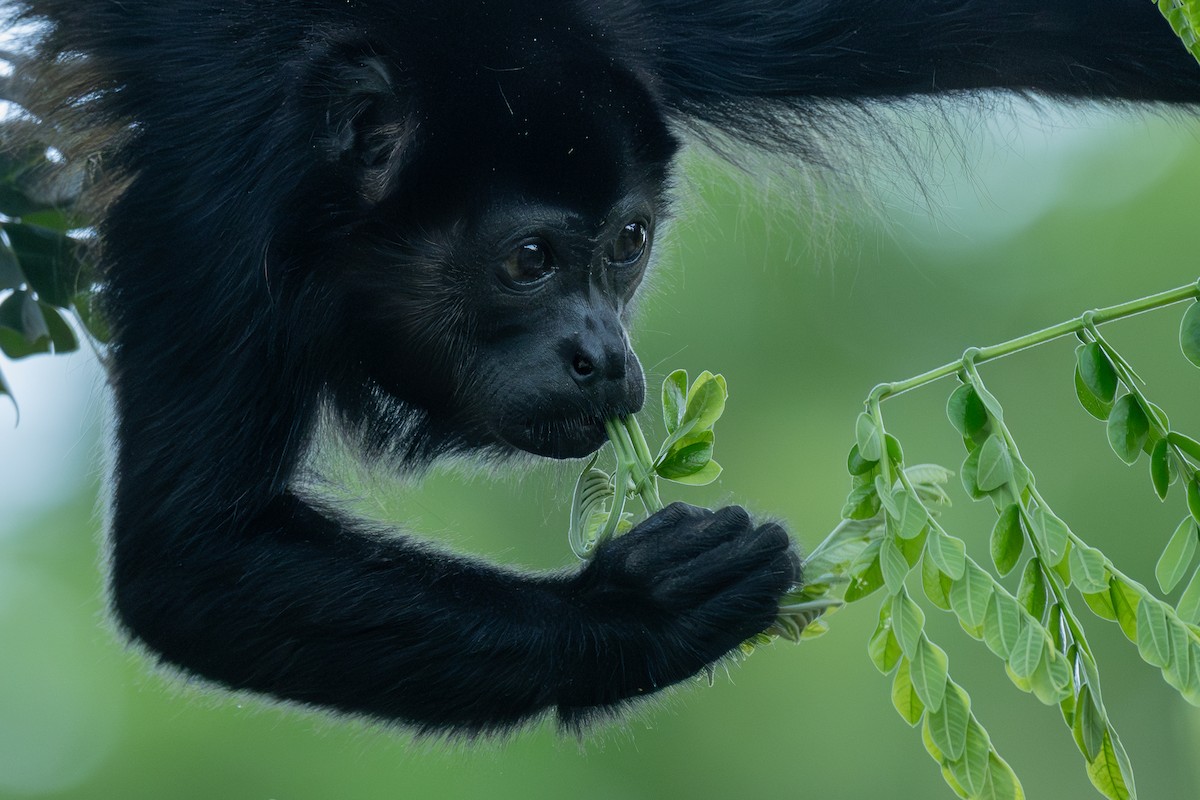 Mantled Howler Monkey - ML646674012