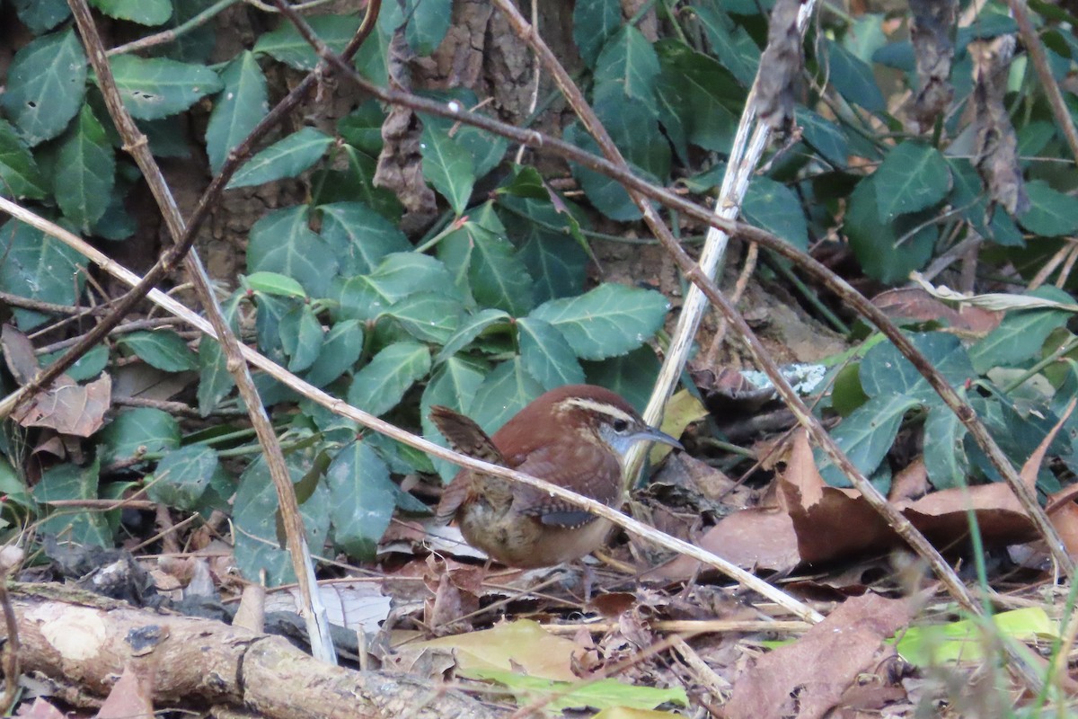 Carolina Wren - ML646674014
