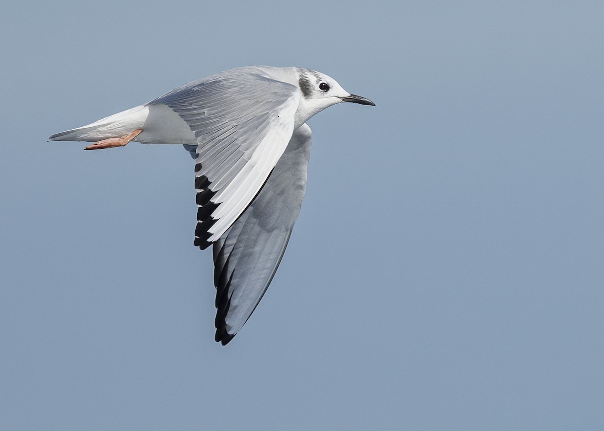 Bonaparte's Gull - ML646674015