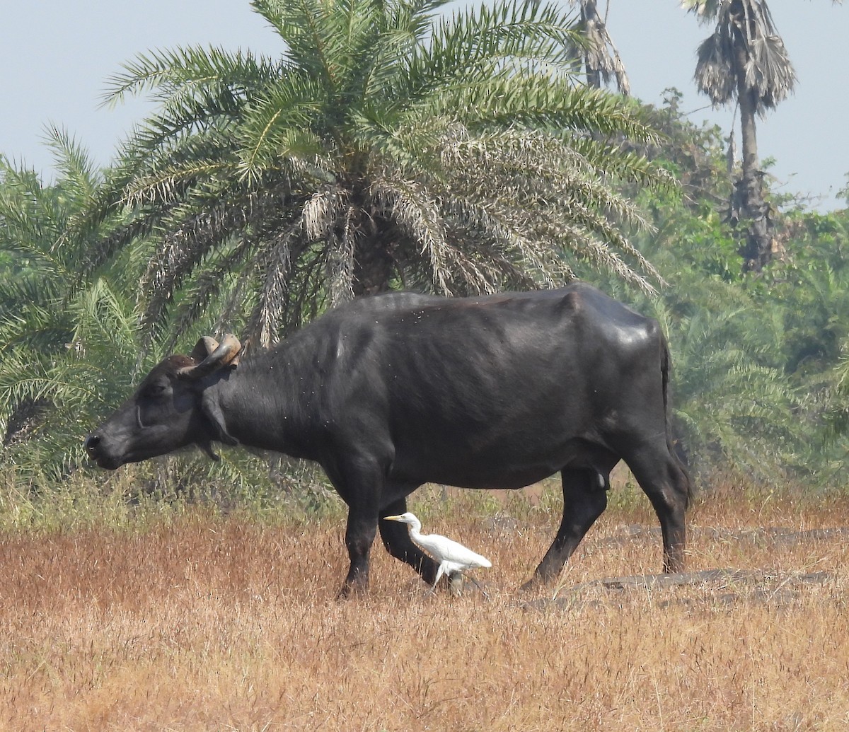 Eastern Cattle-Egret - ML646674024