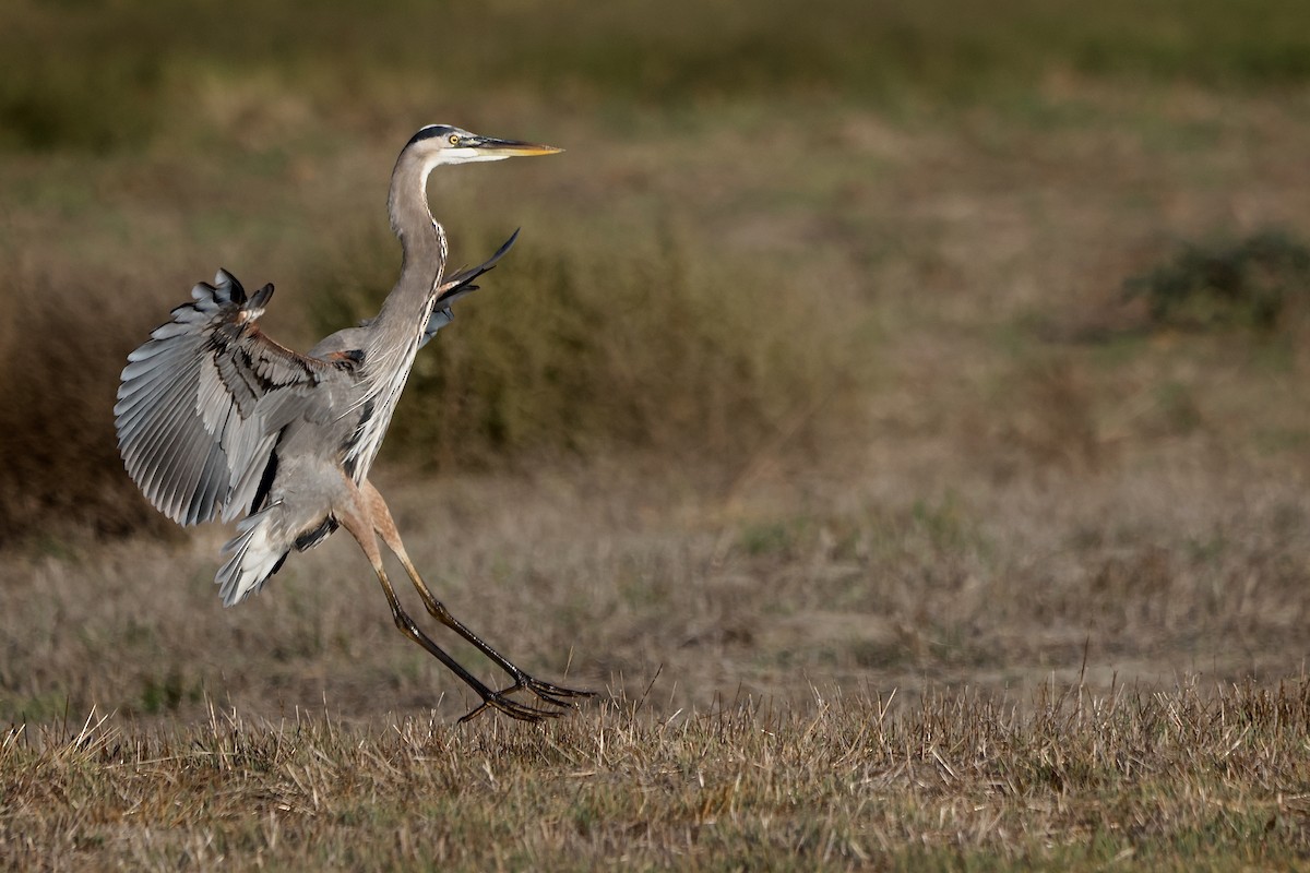 Great Blue Heron - ML646674025