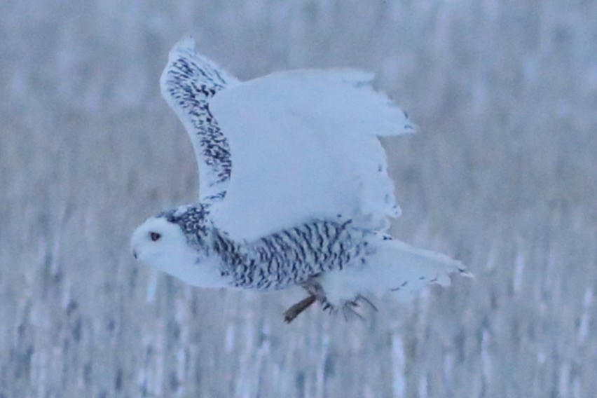 Snowy Owl - ML646674027