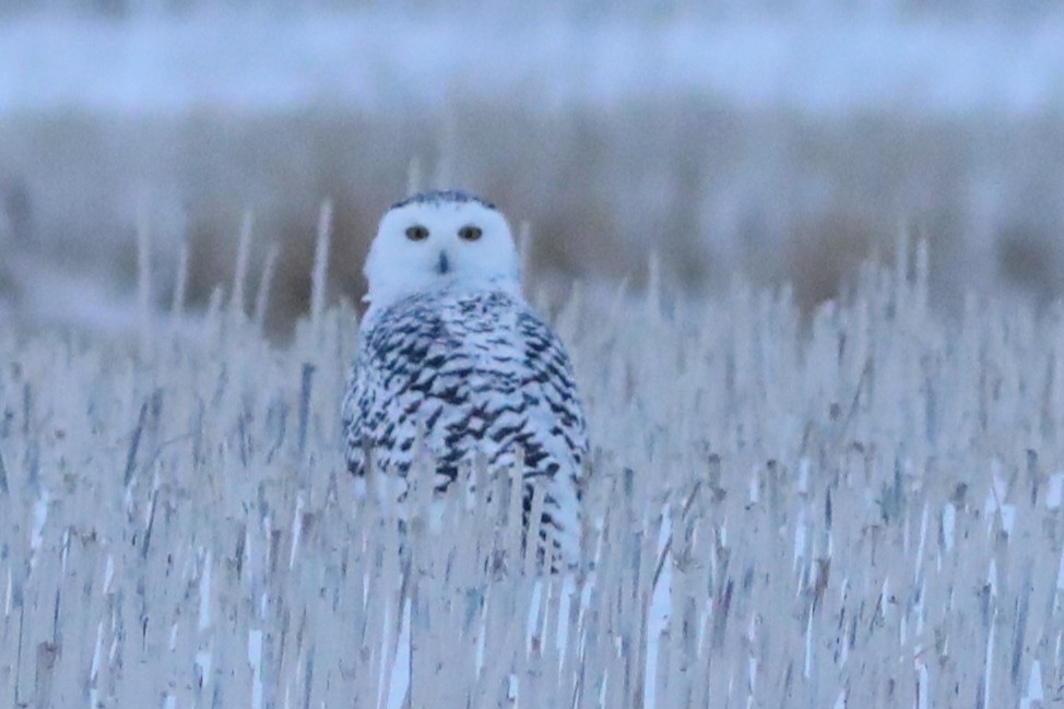 Snowy Owl - ML646674028