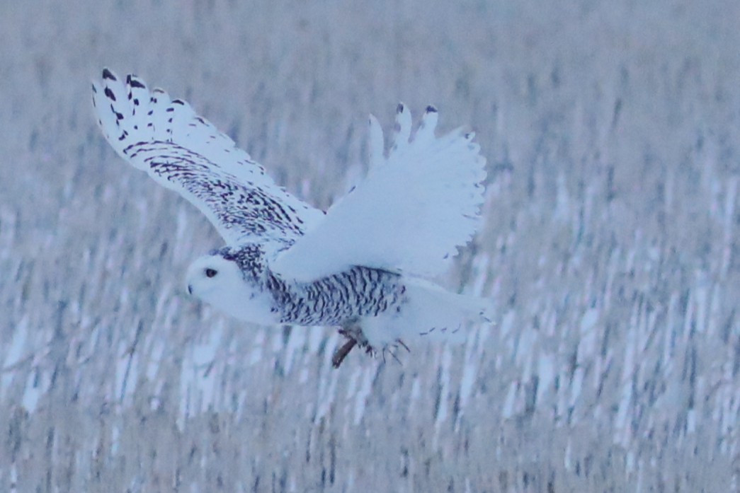 Snowy Owl - ML646674029