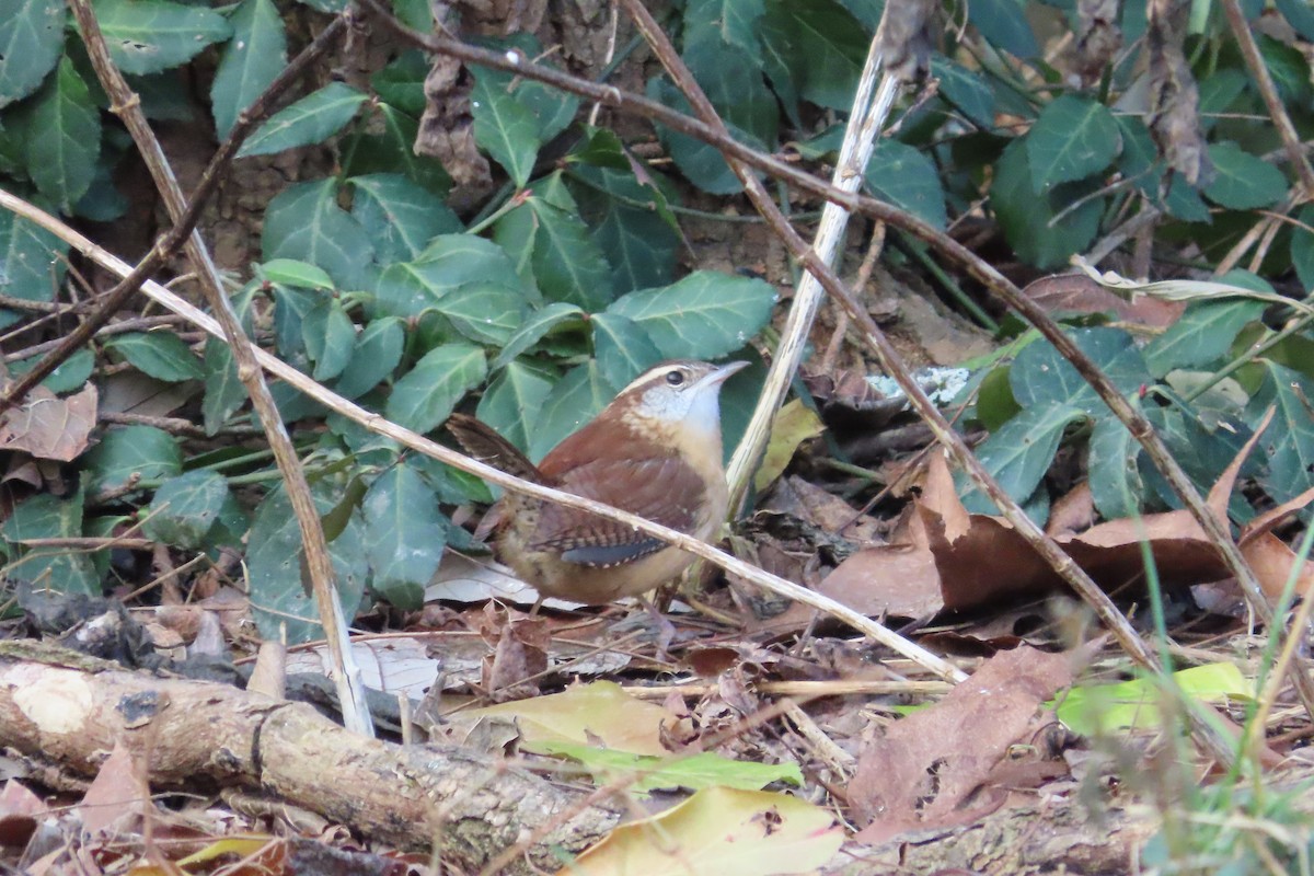 Carolina Wren - ML646674031