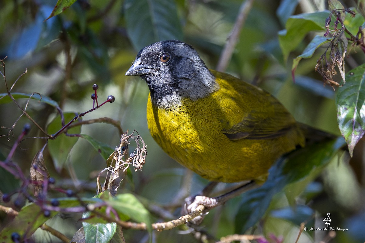 Пасовник великоногий - ML646674032