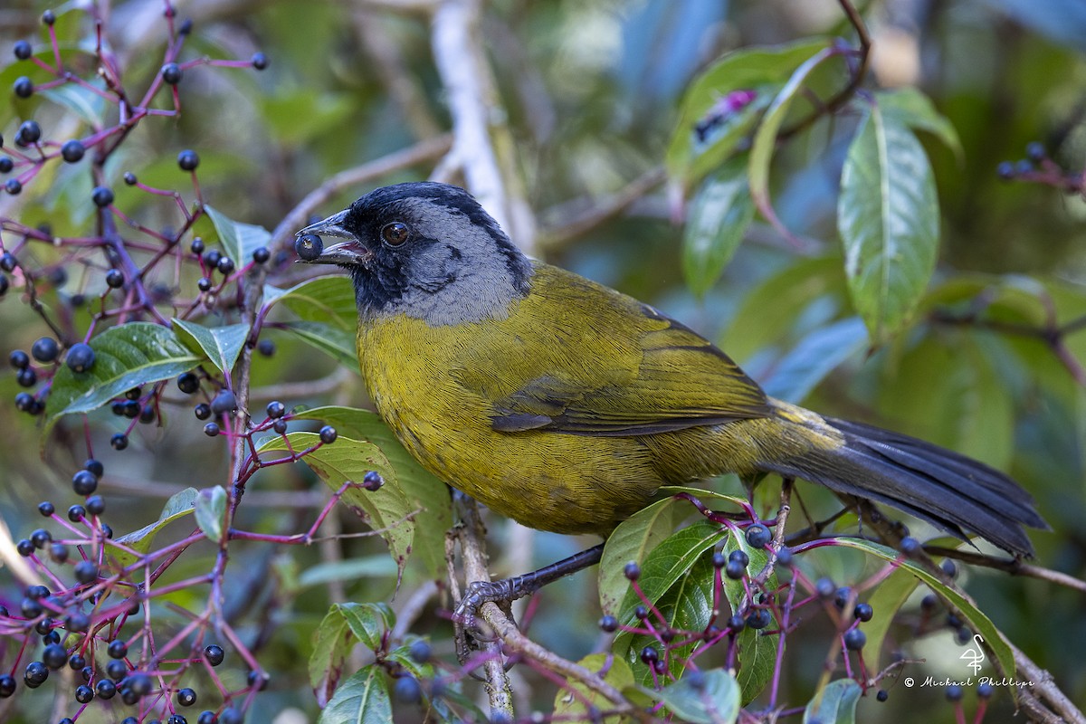 Пасовник великоногий - ML646674033