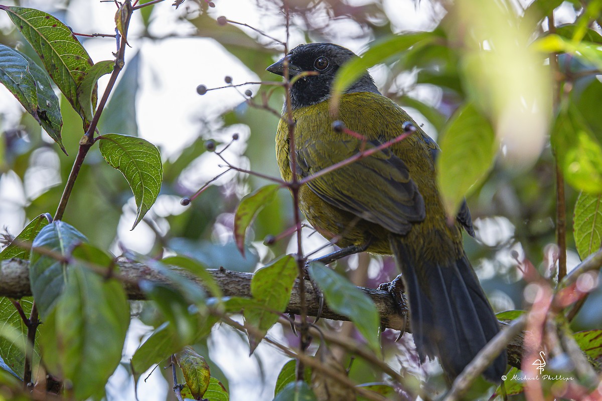 Пасовник великоногий - ML646674034