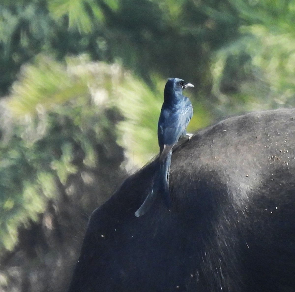 Black Drongo - ML646674037