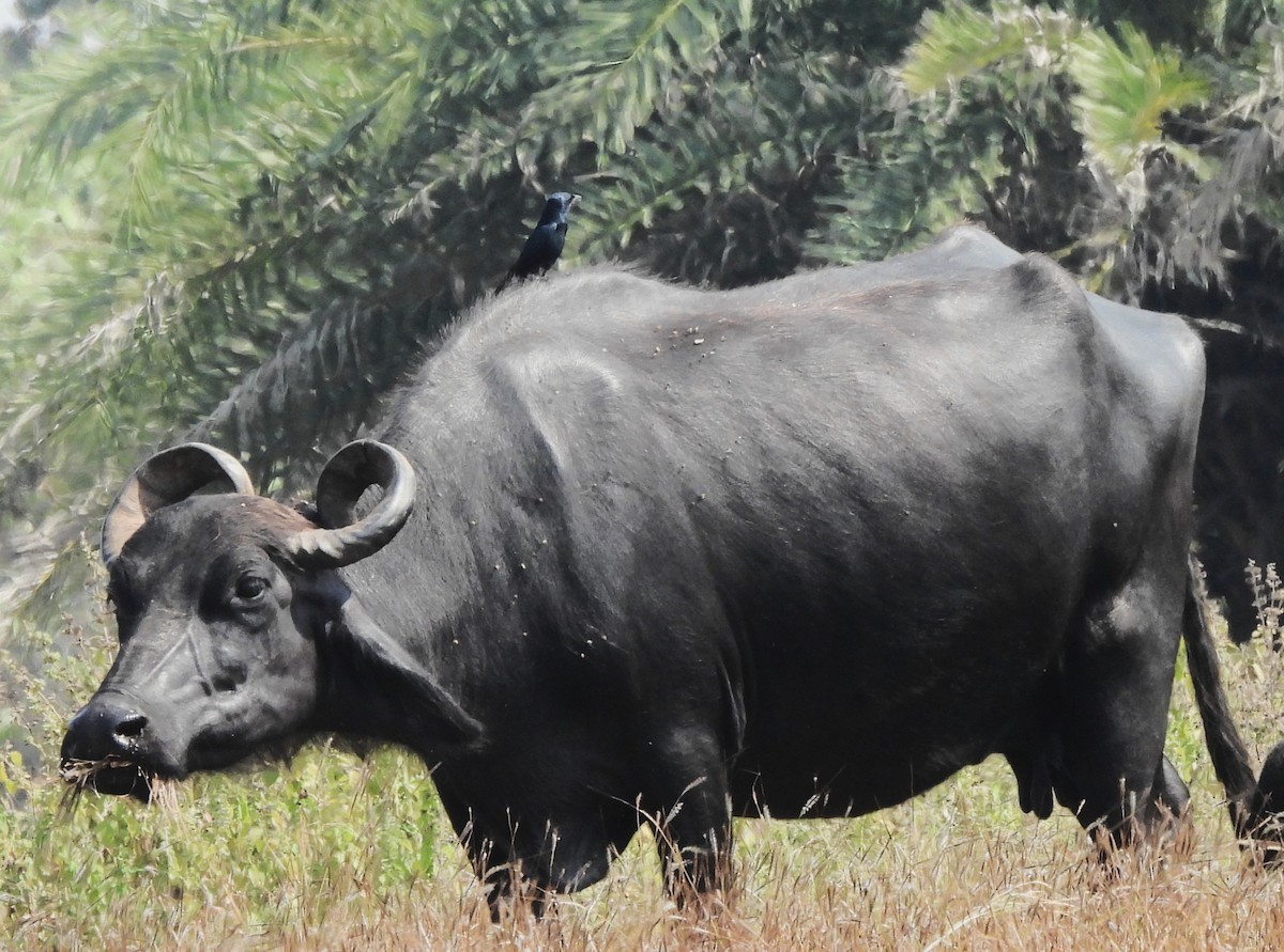 Black Drongo - ML646674038