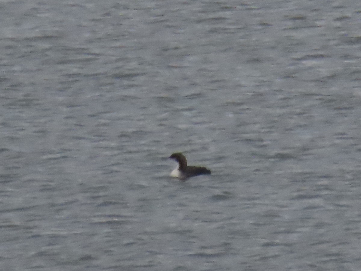 Pacific Loon - ML646674039