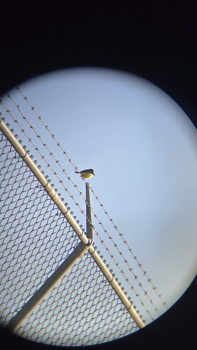 Tropical Kingbird - ML646674040